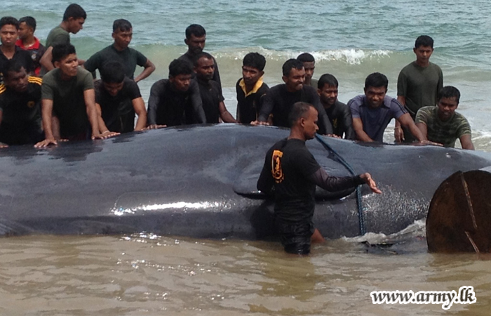 Eight Hour Operation Set the Whale Free Back to Seas