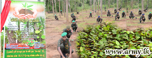 Army Initiates Sri Lanka's First Red Sandalwood Park