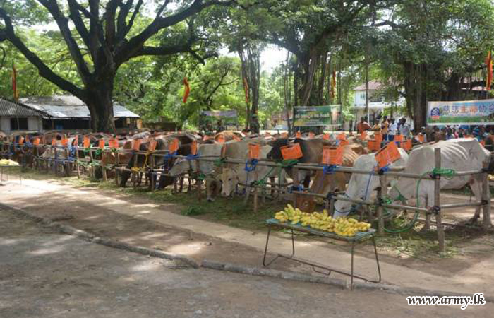 Low Income Families in Trincomalee Get Cattle