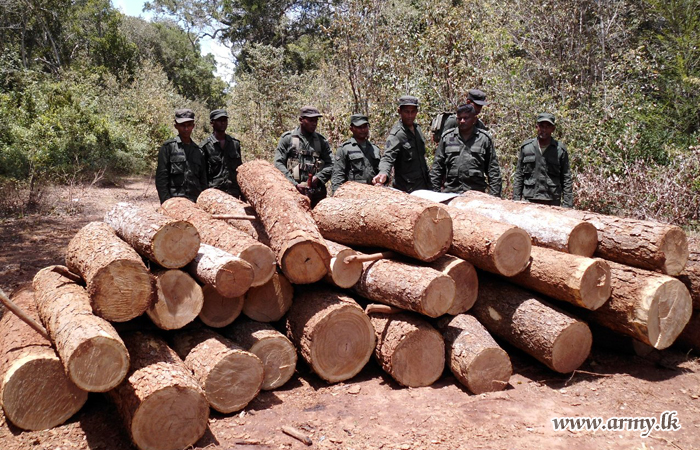 Army Troops Detect Large Scale Satinwood Tree Felling Jungle Spot