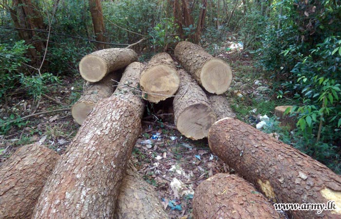 More Illicitly-Felled Trees Apprehended