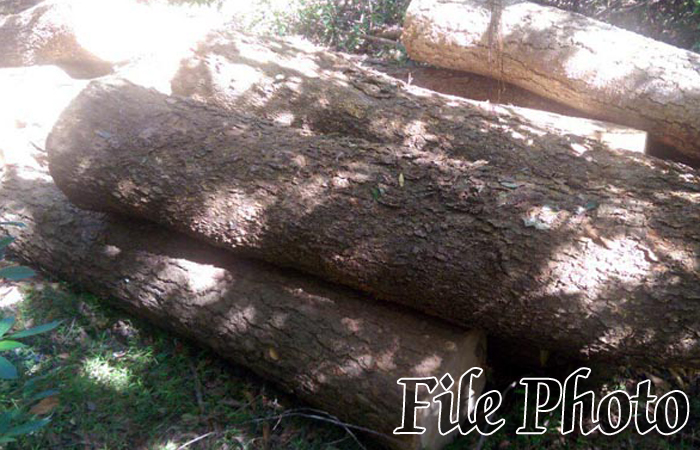 Four More Illicitly-Felled Satinwood Logs Recovered