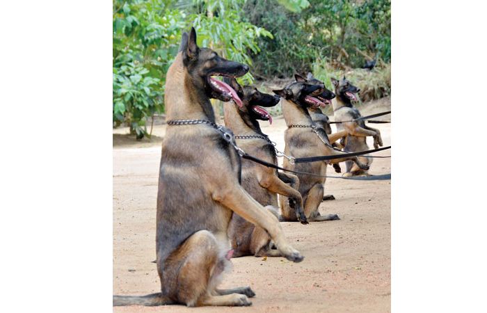 Four-legged Juniors Set for Deadly Mission : Story of Mine-Detecting Dogs