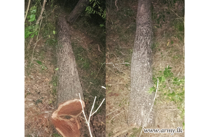Illicit Tree Fellers Nabbed by 20 Vijayabahu Infantry Regiment
