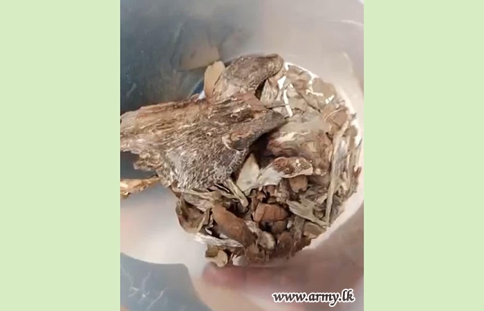 යුද්ධ හමුදා බුද්ධි තොරතුරු මත සිදු කළ වැටලීමකින් නීතිවිරෝධී වල්ලපට්ටා 