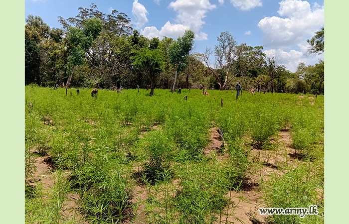 යුද්ධ හමුදා බුද්ධි බලකායේ තොරතුරකට අනුව රුපියල් මිලියන 4.5ක් වටිනා ගංජ