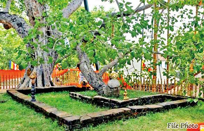 Commander Makes Offerings to Jaya Sri Maha Bodhiya