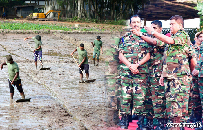 Sowing Paddy Begins in Unattended Paddy Field Patch near AHQ