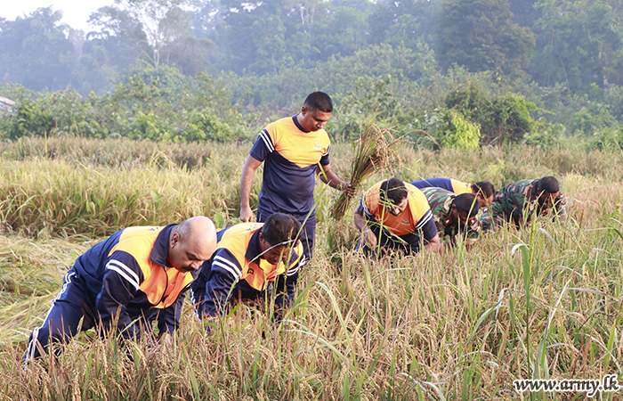 First Harvest at Panaluwa Army-cultivated Paddy Fields Reaped 
