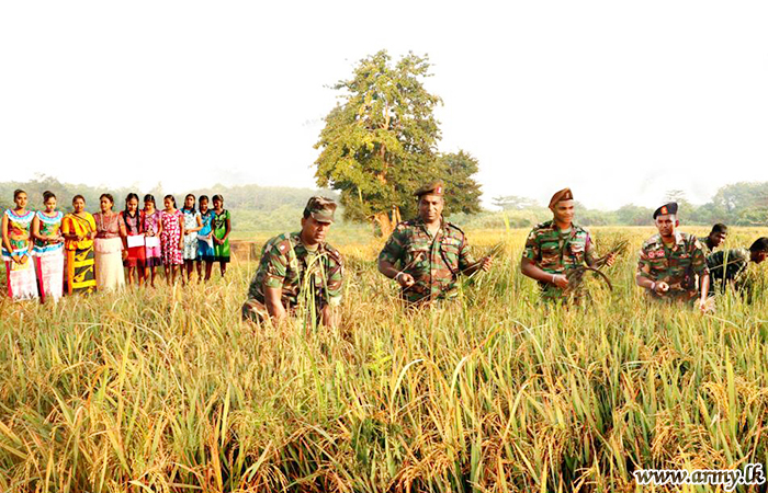 ශ්‍රී ලංකා යුද්ධ හමුදා පොදු සේවා බලකායේ භටපිරිස් විසින් කන්තලේ ප්‍රදේශයේ පිහිටි ගොවි පොලෙහි අස්වනු නෙලති