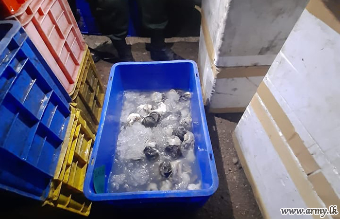 Suspect with Stock of Smuggled Seashells Apprehended 