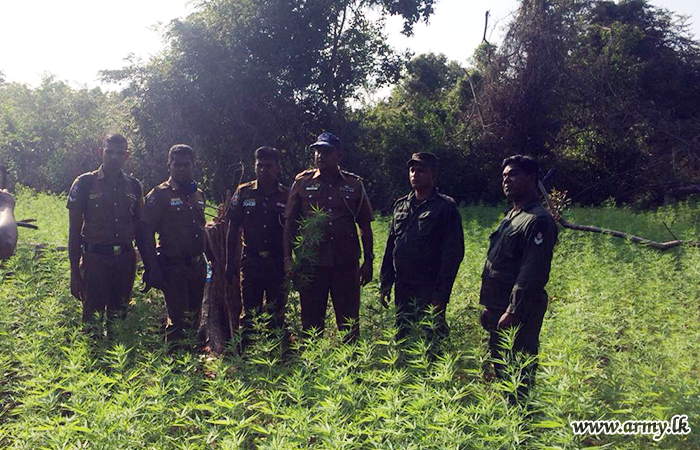 121 Brigade Troops Swoop on 'Cannabis' Cultivation