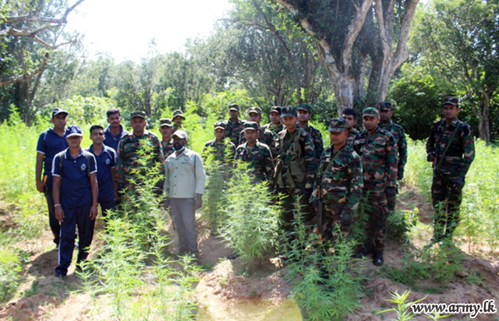121 Brigade Troops with Policemen Raid Cannabis Cultivation at Kaluwewa