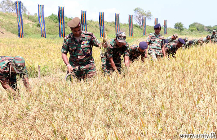 Ella-Kantale Troops Reap Their Paddy Harvest During Ceremony 