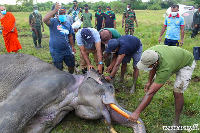Troops while Providing Food Monitor Injured Elephant's Recovery Process