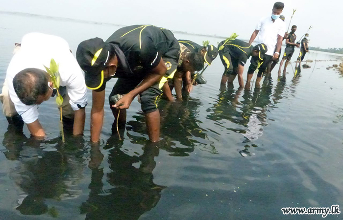 යුද්ධ හමුදා භටපිරිස් නාවන්තුරෙයි කලපුව ආශ්‍රිතව කඩොලාන පැළ 500 ක් රෝපණය කරයි