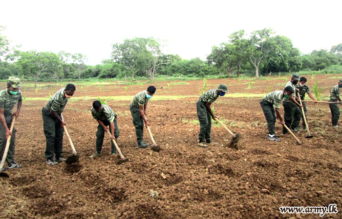 කුට්ටිගල කඳවුරේ භටපිරිස් ගොවීන් අතර බෙදා හැරීම සඳහා බඩ ඉරිඟු බීජ නිෂ්පාදනය කරයි    