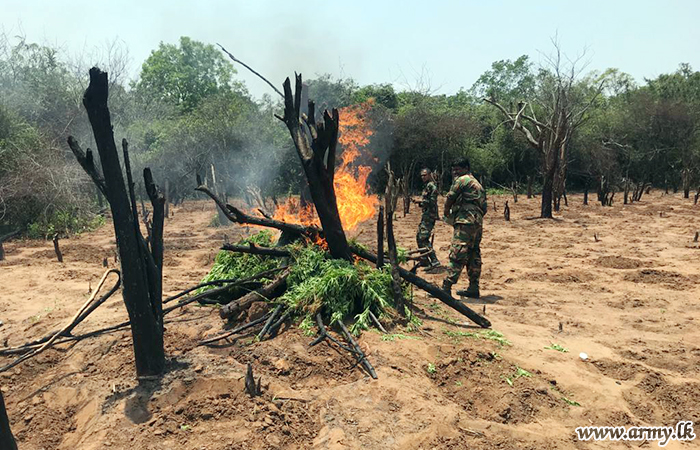 121 Brigade Troops Swoop on 'Cannabis' Cultivation in Gonagan Area