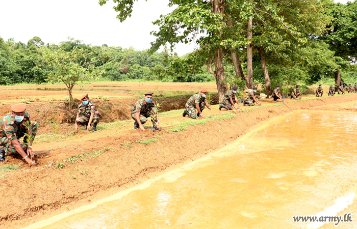 1 வது இலங்கை பொது சேவை படையினரால்  பனலுவ பண்ணையில்  மர நடுகை திட்டம்