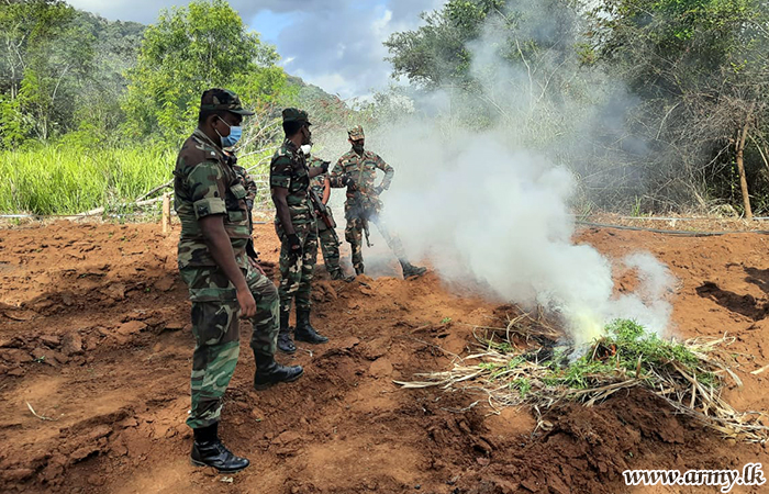 Army Troops Destroy Cannabis Cultivations in Hambegamuwa