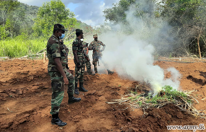 යුද්ධ හමුදා භටපිරිස් හම්බෙගමුව ප්‍රදේශයේ ගංජා වගාවක් වටලති 