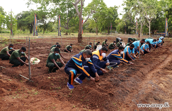 කුට්ටිගල පිහිටි ශ්‍රී ලංකා යුද්ධ හමුදා පොදු සේවා බලකා කඳවුරු පරිශ්‍රයේ කහ වගාකරයි 