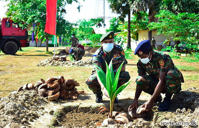 66 Division Takes to Cultivation of Coconut Saplings