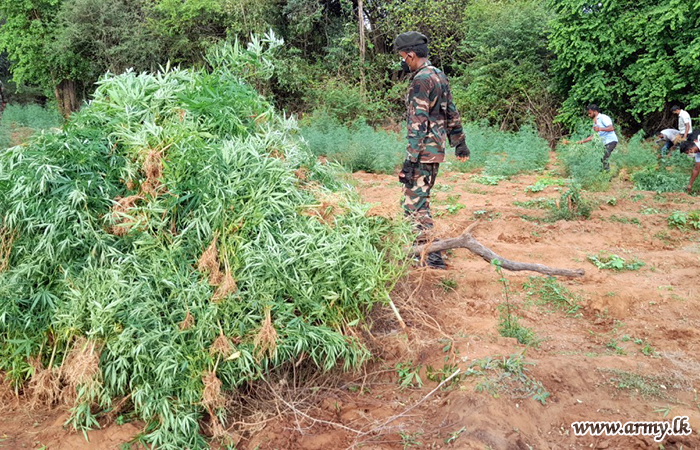 121 வது பிரிகேடினரால் மற்றுமொரு கஞ்சா செய்கை அழிப்பு  