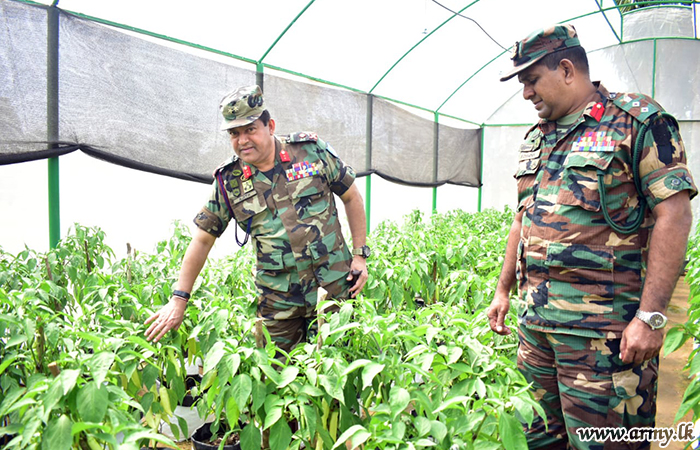 66 Division-Grown Pepper Harvest Reaped