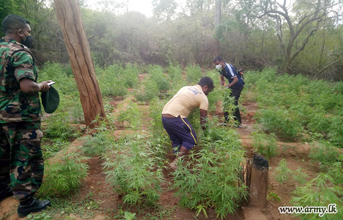 නීතිවිරෝධීව මෙරටට ගෙන්වන ලද තවත් කහ තොගයක් මන්නාරම ප්‍රදේශයෙන් සොයාගැනේ