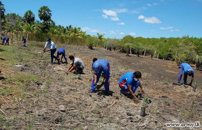 Troops Plant 200 Mangroves around Umiri Lagoon