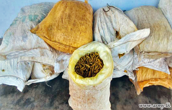 More Smuggled Turmeric Stocks Apprehended in Mannar