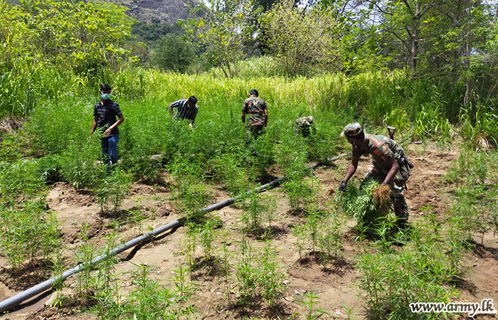 යුද්ධ හමුදා භටපිරිස් තවත් ගංජා හේනක් වටලයි