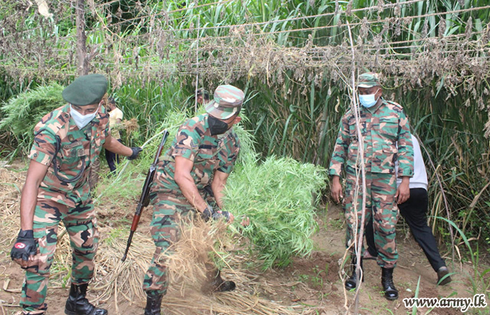 Troops Destroy Cannabis Cultivation in Aluthwela