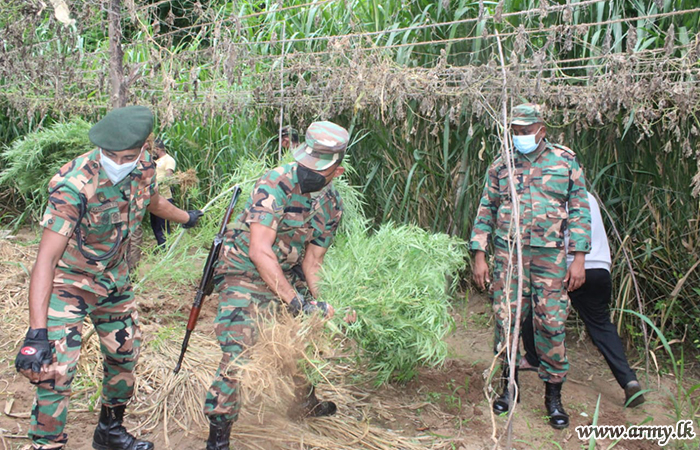 යුද්ධ හමුදා භටපිරිස් අළුත්වෙල ප්‍රදේශයේ ගංජා හේනක් වටලයි