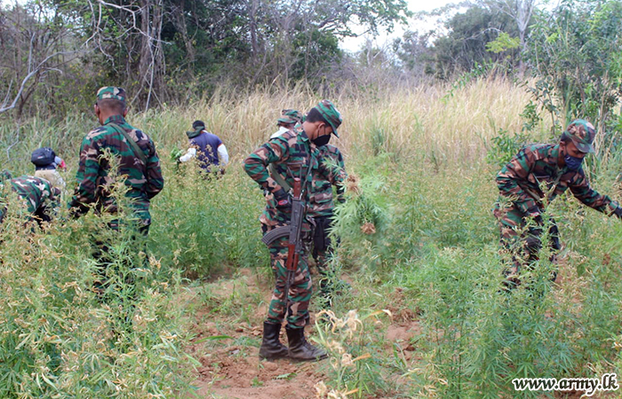 බලහරුව ප්‍රදේශයේ වගාකරන ලද ගංජා තොගයක් භටපිරිස් විසින් විනාශ කරති