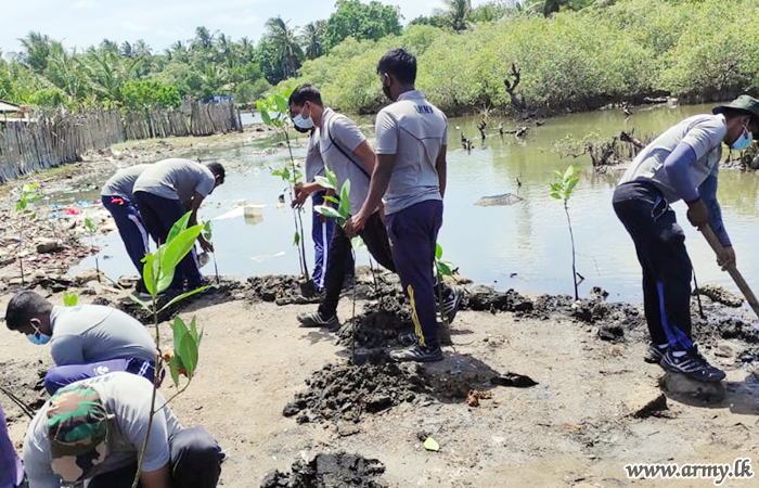 Troops Plant 200 Mangroves around Nadathivu Lagoon In Muttur
