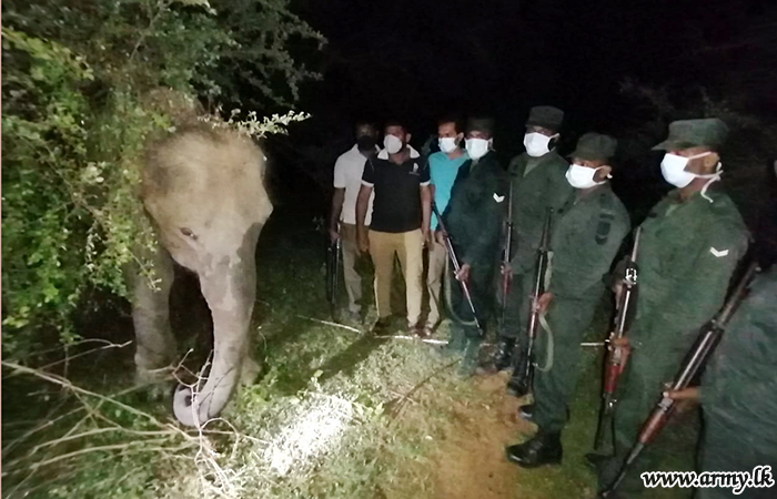 1 வது கெமுனு ஹேவா படையினரால்  உடவலவை  தேசிய பூங்காவில் கட்டி வைக்கப்பட்டிருந்த குட்டி யானை மீட்பு