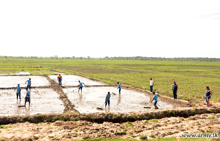 Troops Experiment Use of Organic Manure in Paddy Cultivation