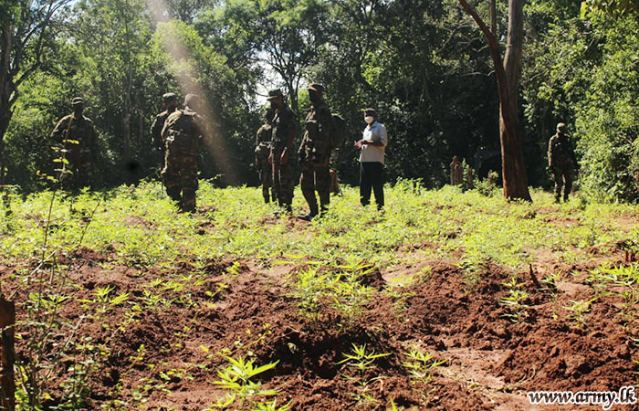 Troops Raid Cannabis Cultivations in Telulla