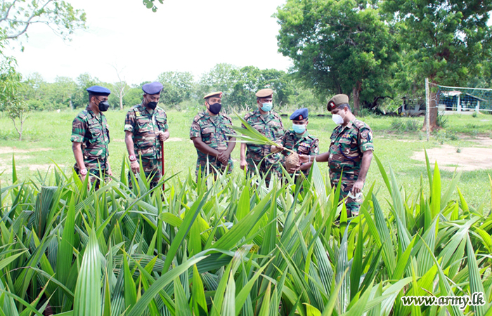 2nd Phase of Coconut Cultivation Project in Kuttigala Begins