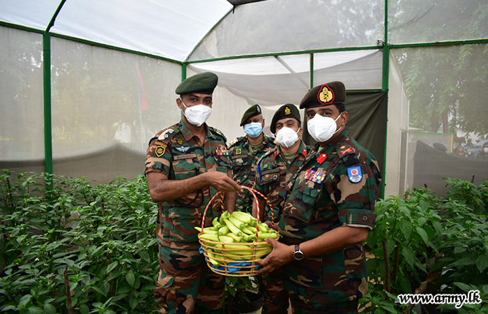 66 Division Troops Reap First Harvest of Capsicum Grown with Organic Fertilizer