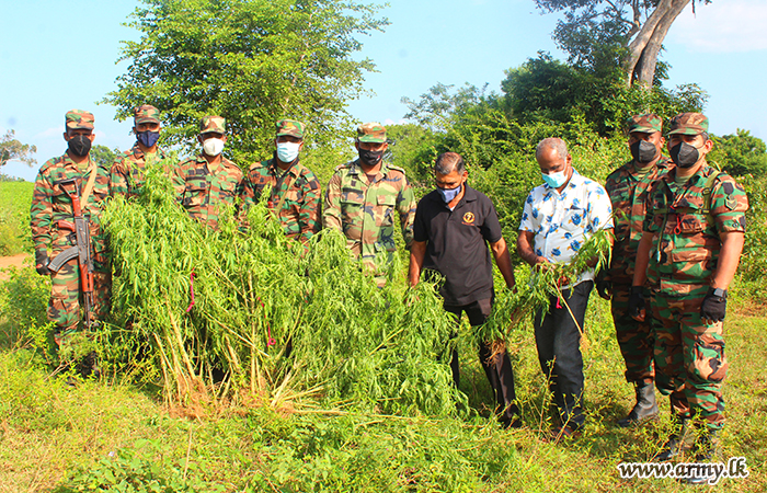 යුද්ධ හමුදා භටපිරිස් ගංජා වගාවක් වටලයි