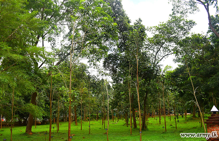 53 Division-Nurtured Red Sandalwood Saplings, Now Well Grown