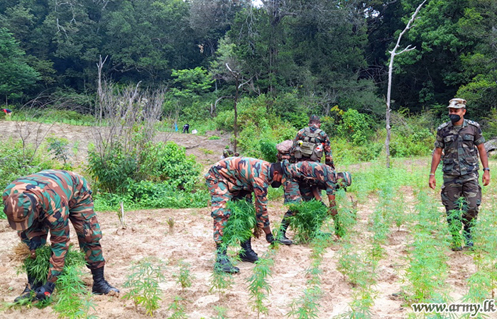 12 Division Troops Raid Cannabis Cultivation in Aluthwela