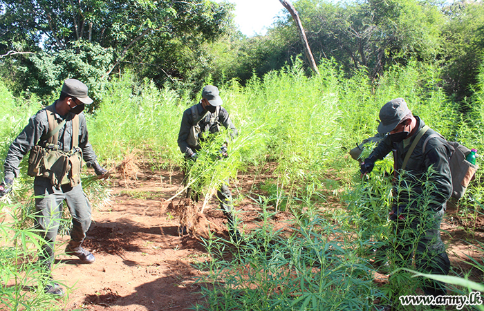 Information Leads to Raid of Cannabis Cultivation