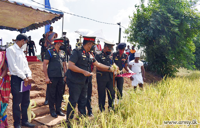 Paddy Harvest, Grown with Organic Fertilizer Reaped in Mullaittivu