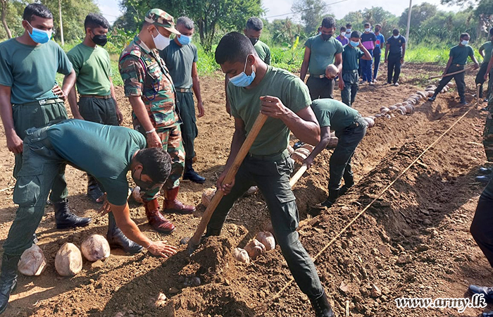 නීරාවිය යුද්ධ හමුදා ගොවිපලේ පොල් පැල 13,000 ක් නිෂ්පාදනය කිරීමේ ව්‍යාපෘතියක්