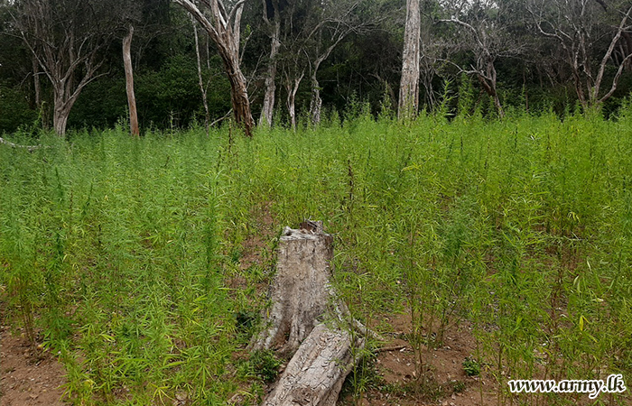 යුද්ධ හමුදා භටපිරිස් තවත් ගංජා හේනක් වටලයි