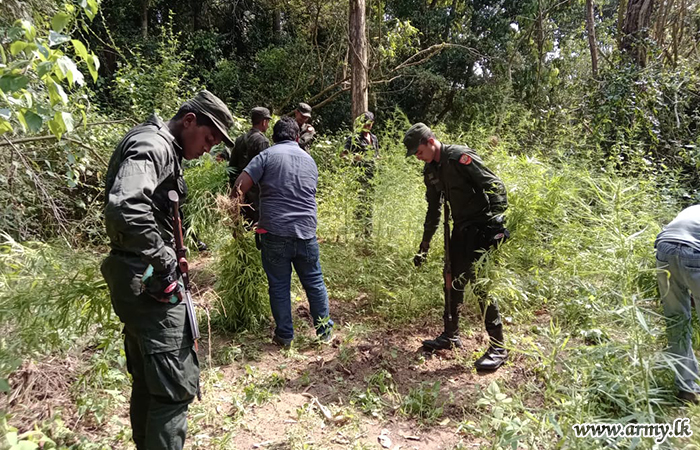 යුද්ධ හමුදා භට පිරිස් තවත් ගංජා හේනක් වටලයි  